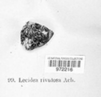 Image of Fuscidea cyathoides